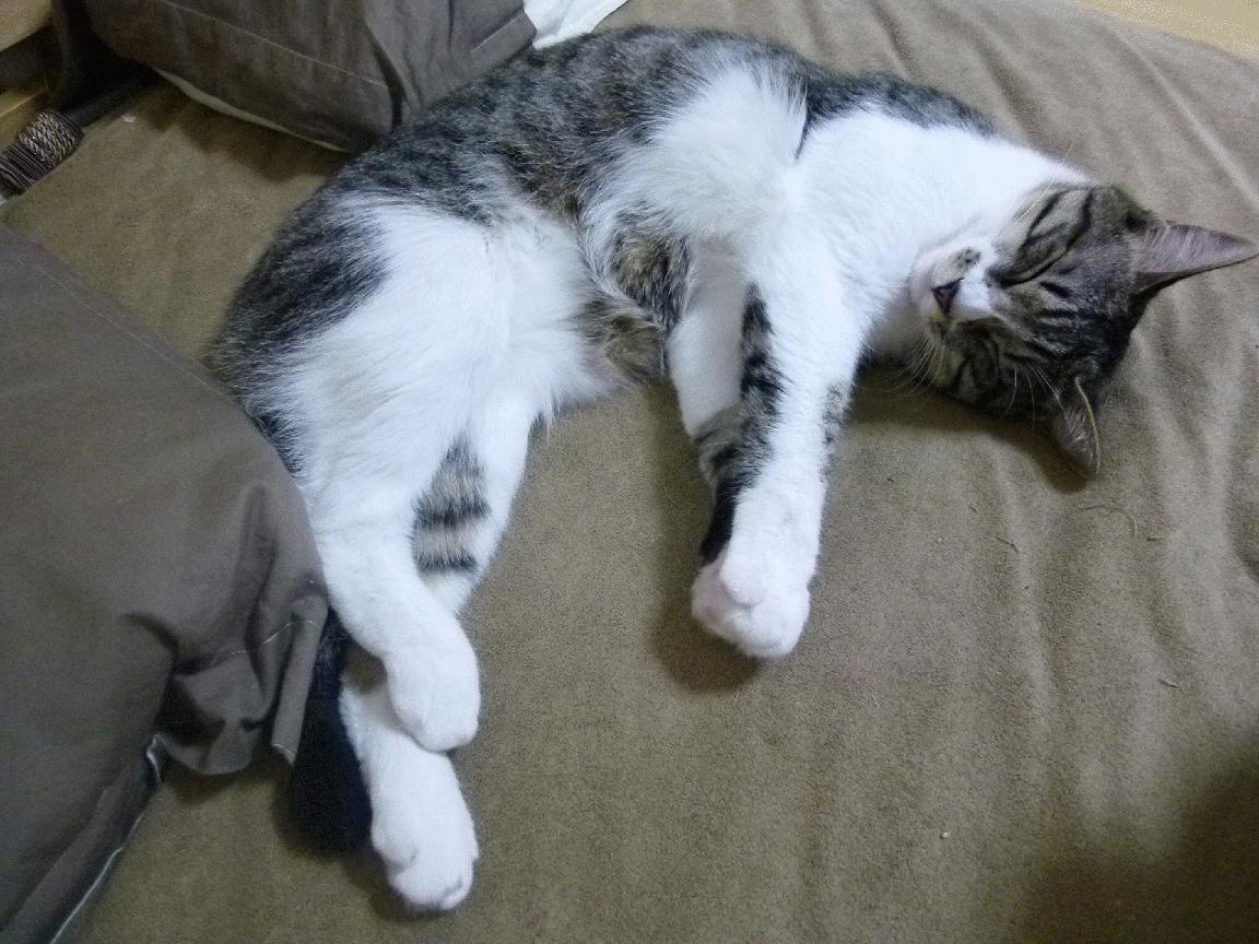 NBA球队后场防守策略,nba后场球员