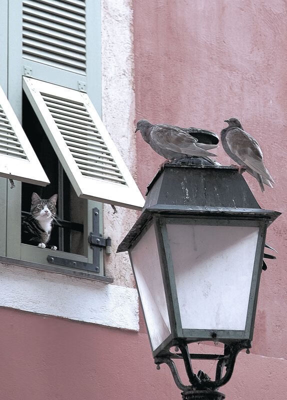 leyu.com-中国女篮提前锁定小组第一 阵容轮换效果理想，中国女篮1