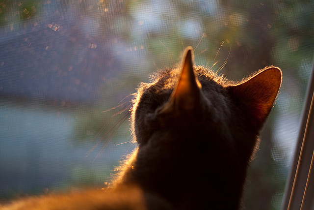 乐鱼娱乐app-体育新闻中心启动体育新媒体内容原创计划，体育新闻版面