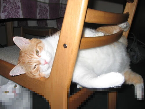 体育新闻中心启动体育新媒体内容原创计划,体育新闻版面