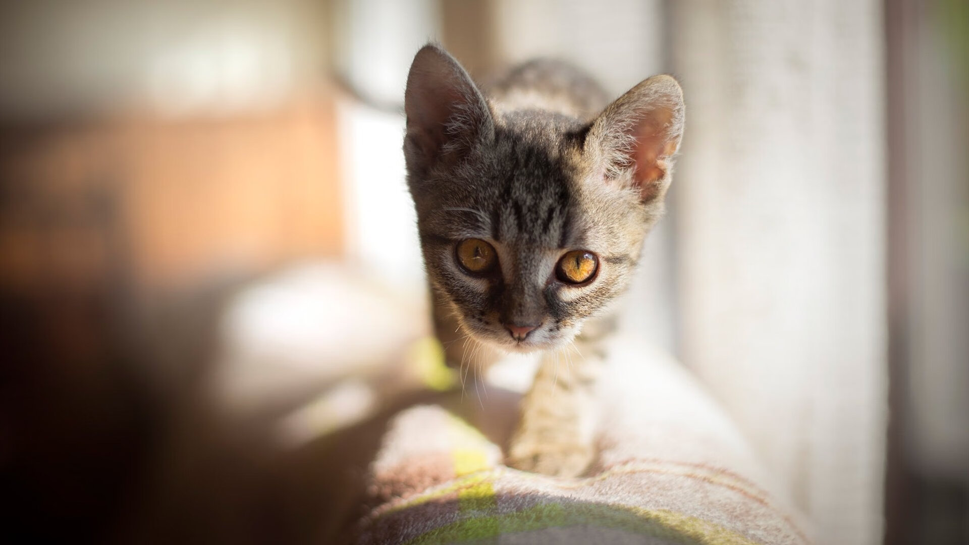 技术对比:澳洲出发反应快于中方,澳洲问题