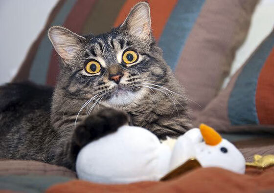 中国足球青训体系加强家校社三方协同,中国足协社会青训品牌机构