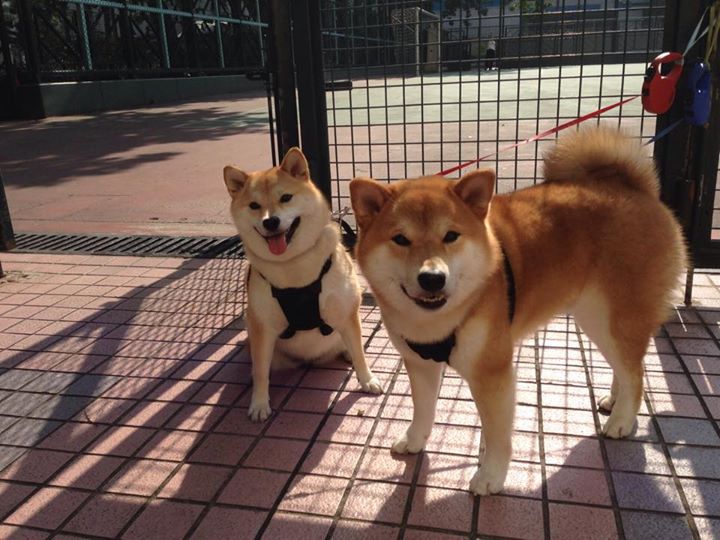 乐鱼体育APP官方下载-青奥会滑板项目中国首获奖牌，奥运会滑板项目金牌