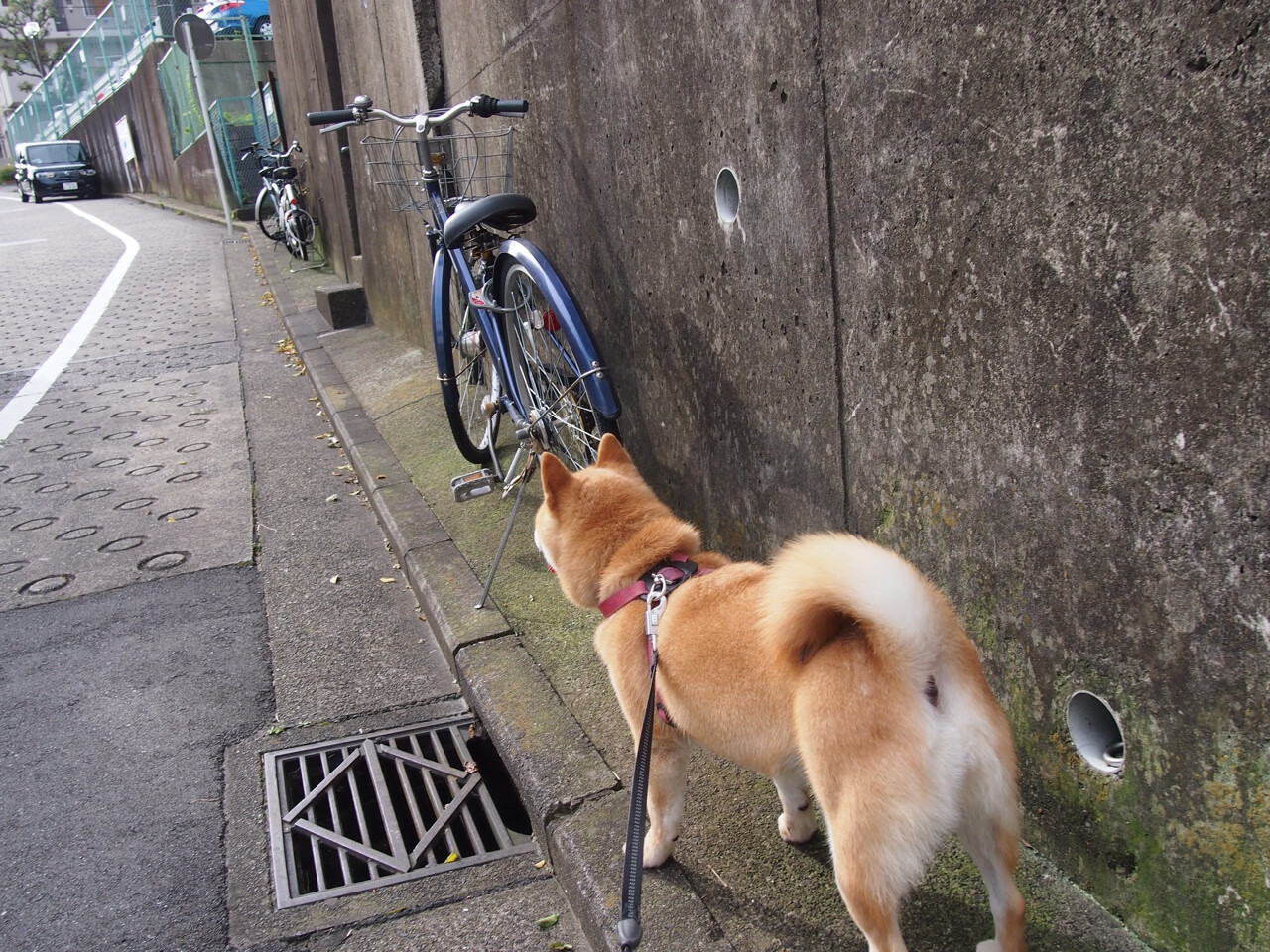中国足球青训体系完善青少年足球选拔机制，中国足球青训模式