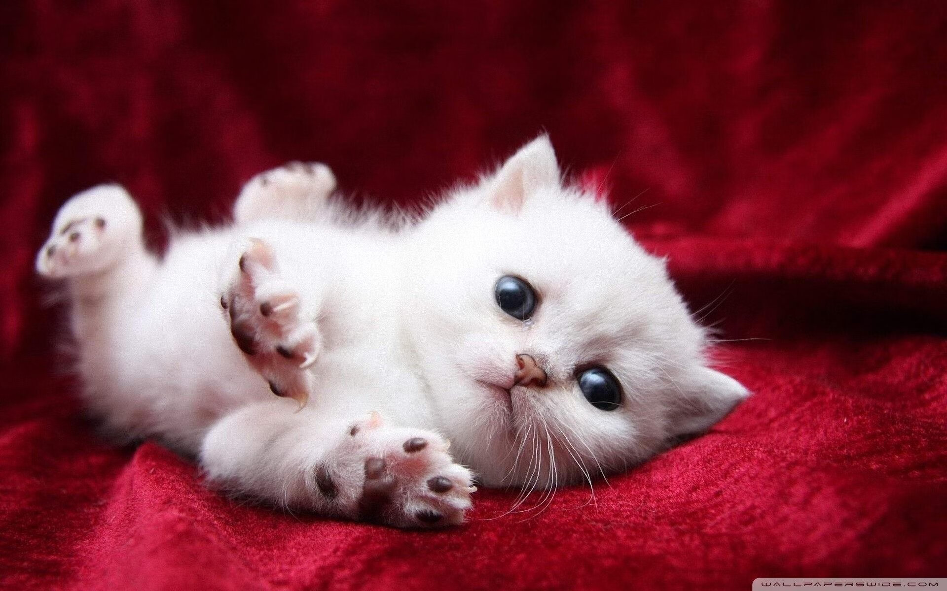 APP下载 LY Sports-中超本土球员成长路径是否畅通，中超球员数据统计