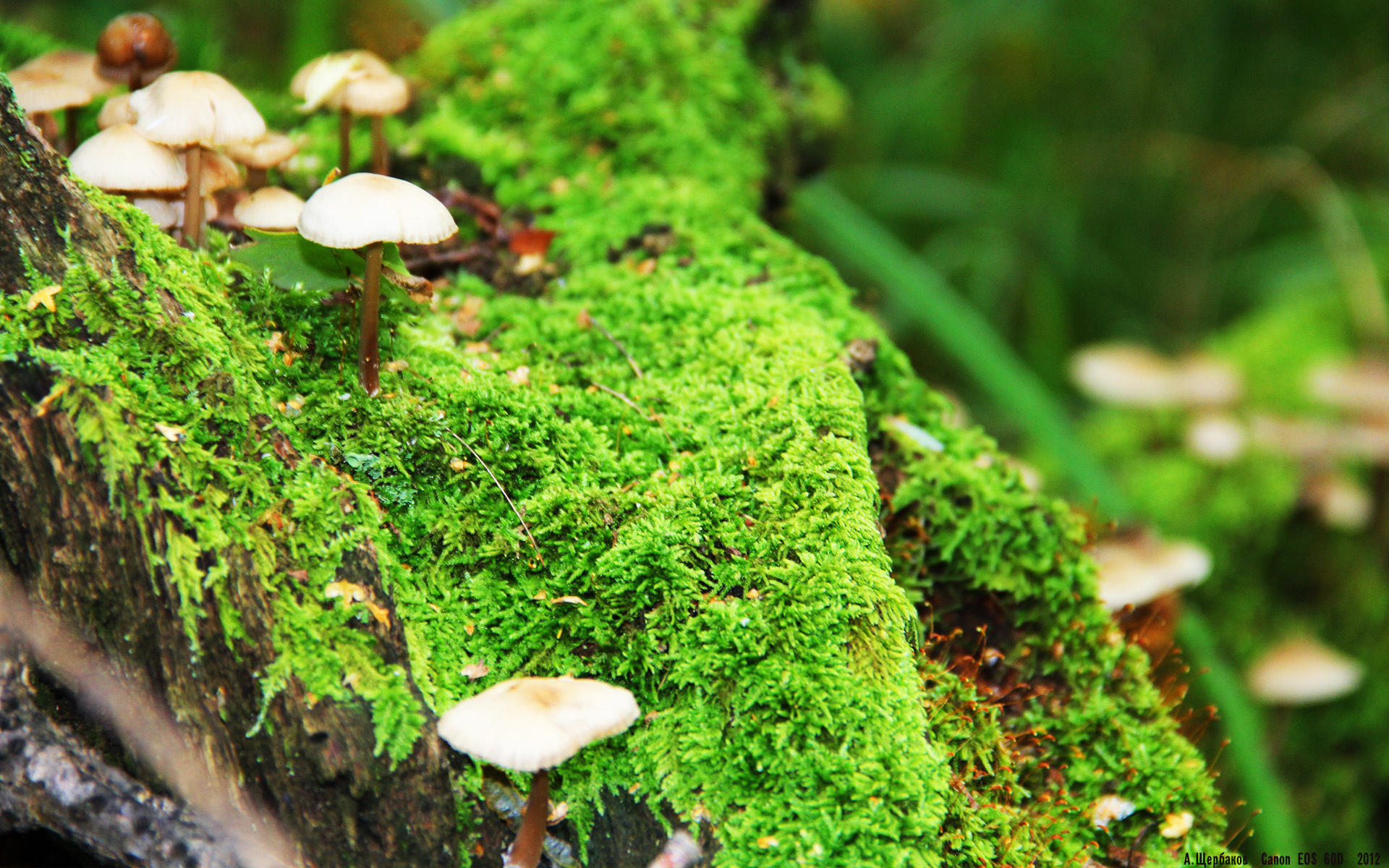 决胜时刻爆发,凡尘组合逆转强敌晋级下一轮,凡尘组合战绩